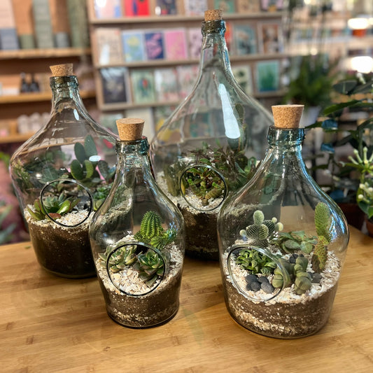 Cacti Terrariums