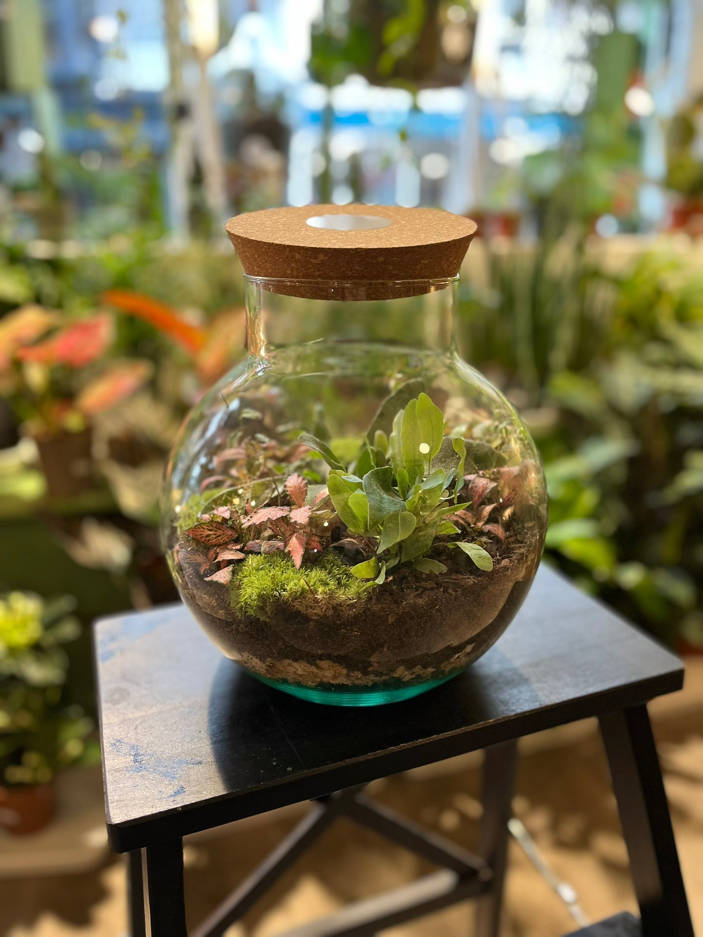 Forest Terrariums