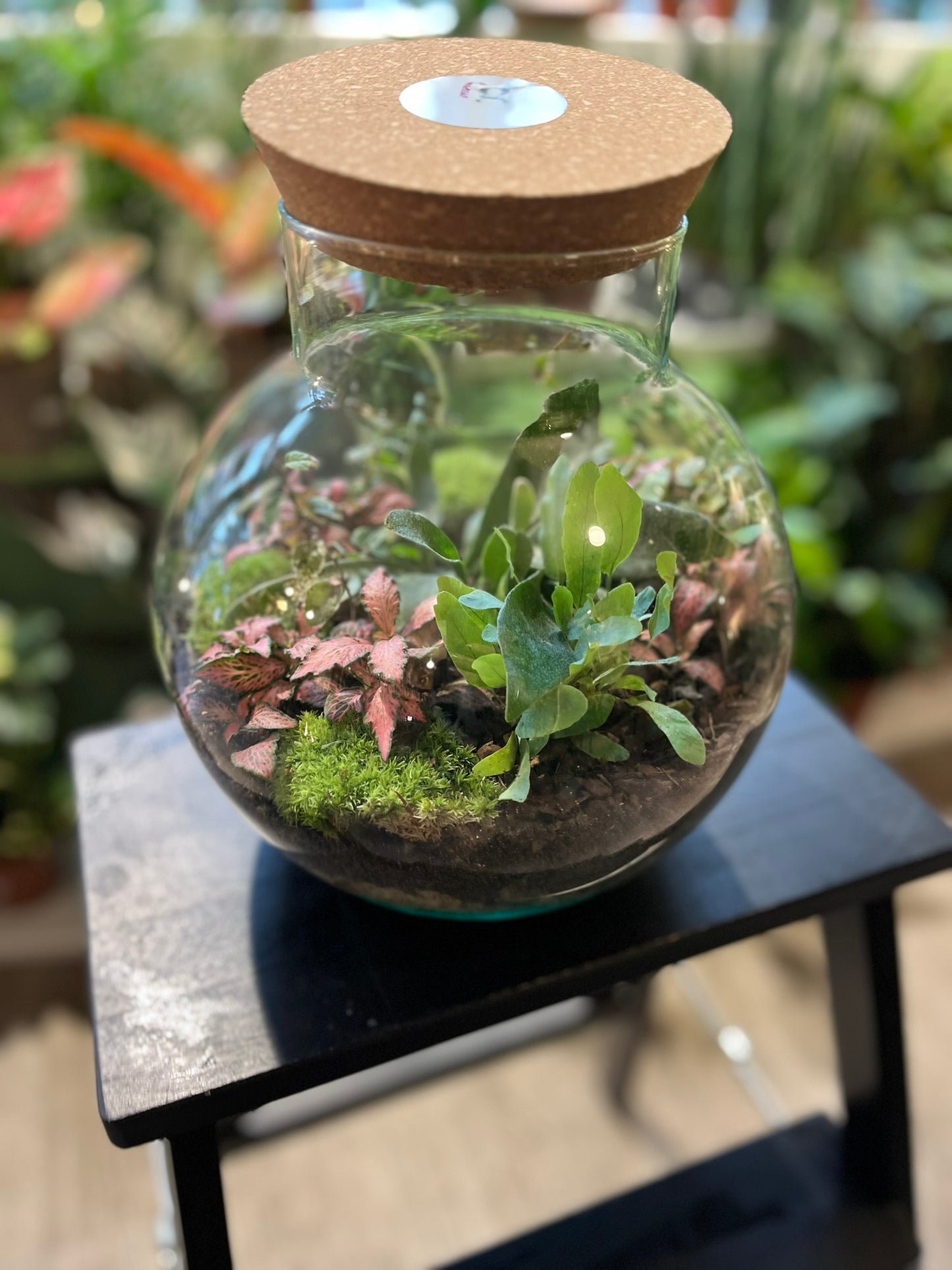 Forest Terrariums