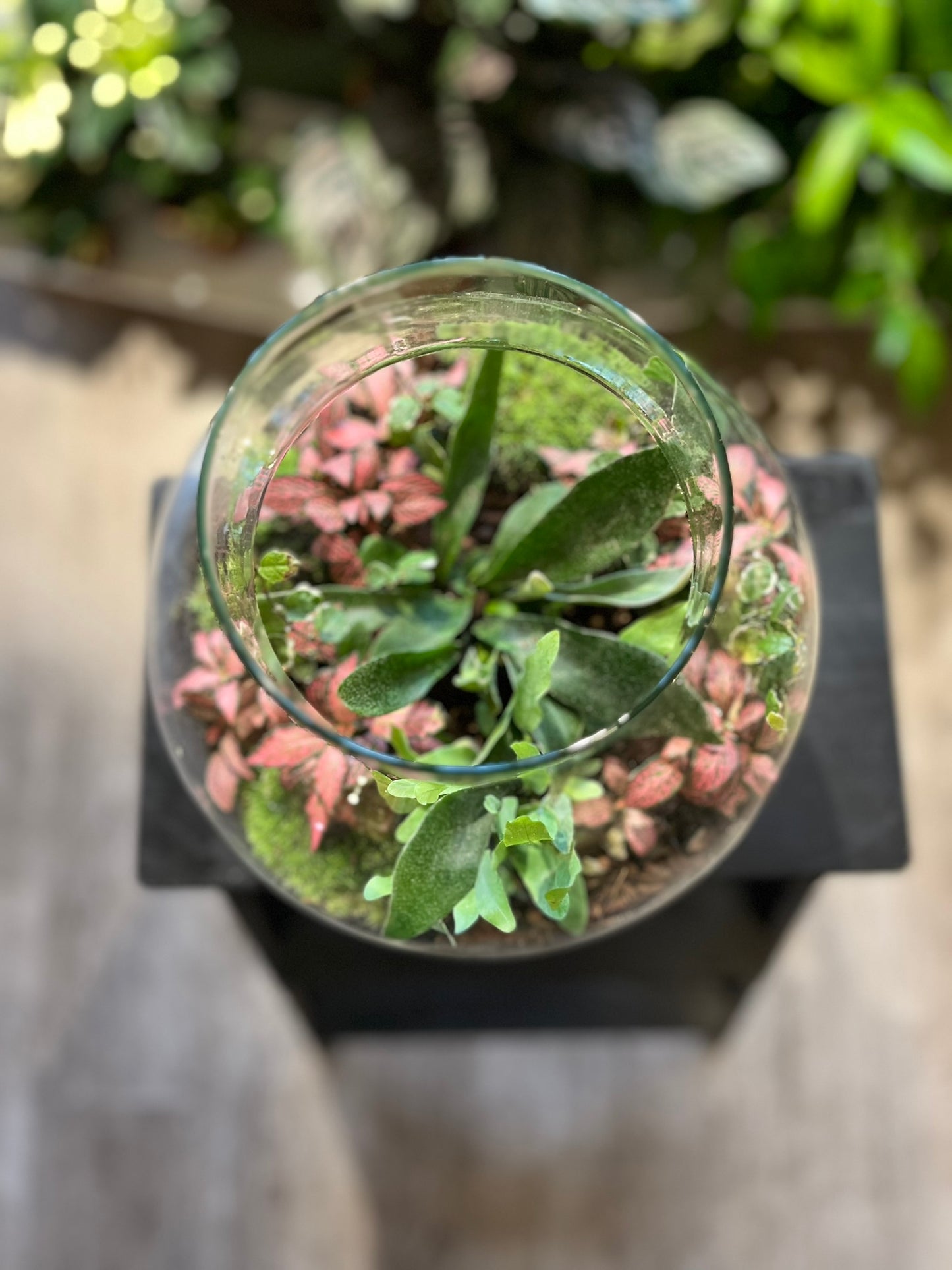 Forest Terrariums