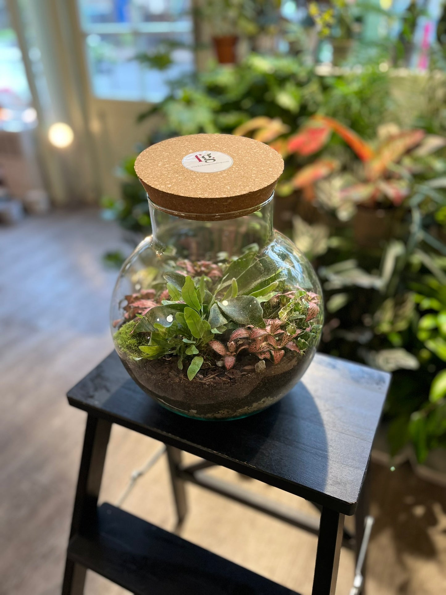 Forest Terrariums