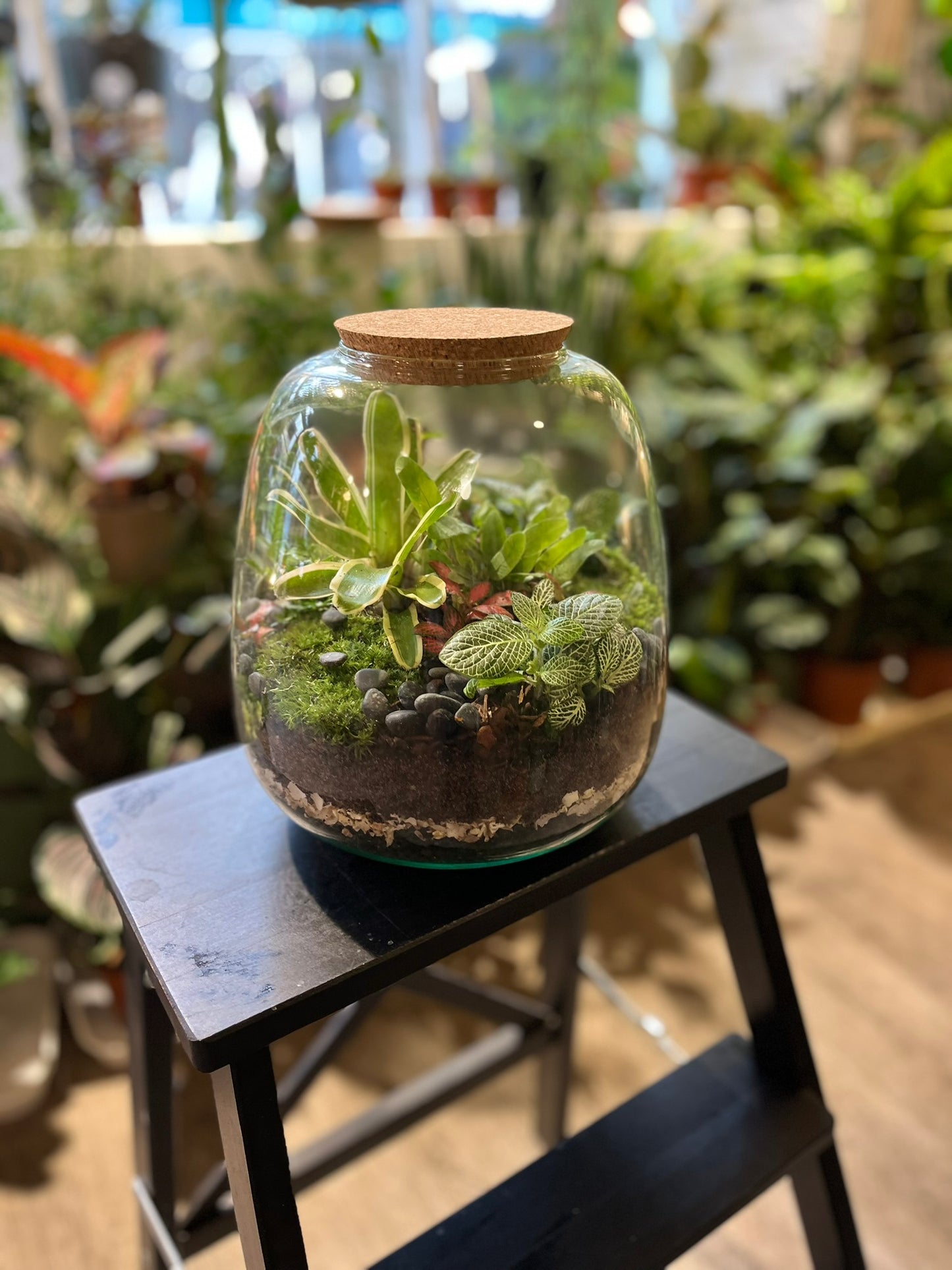 Forest Terrariums