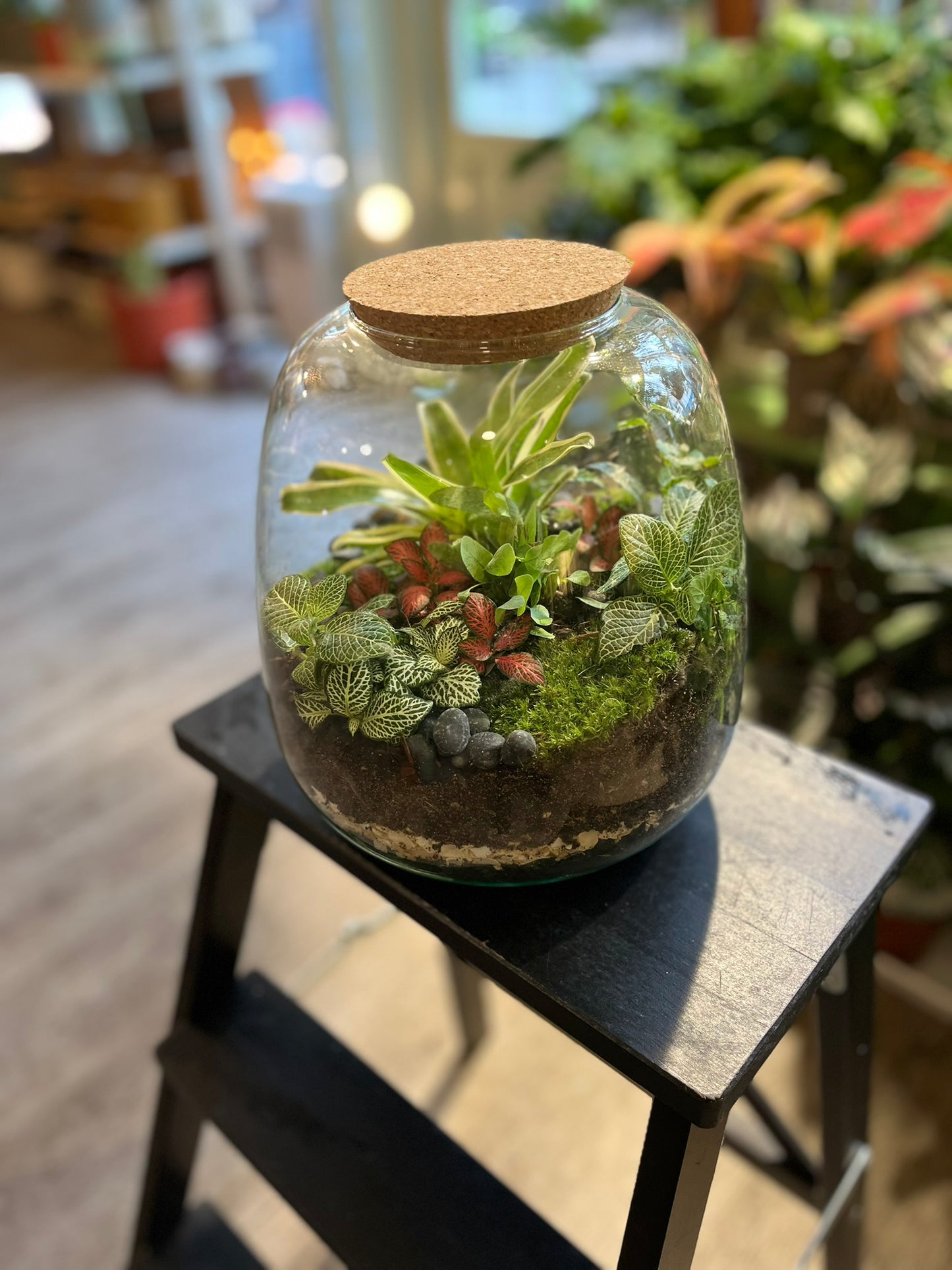 Forest Terrariums