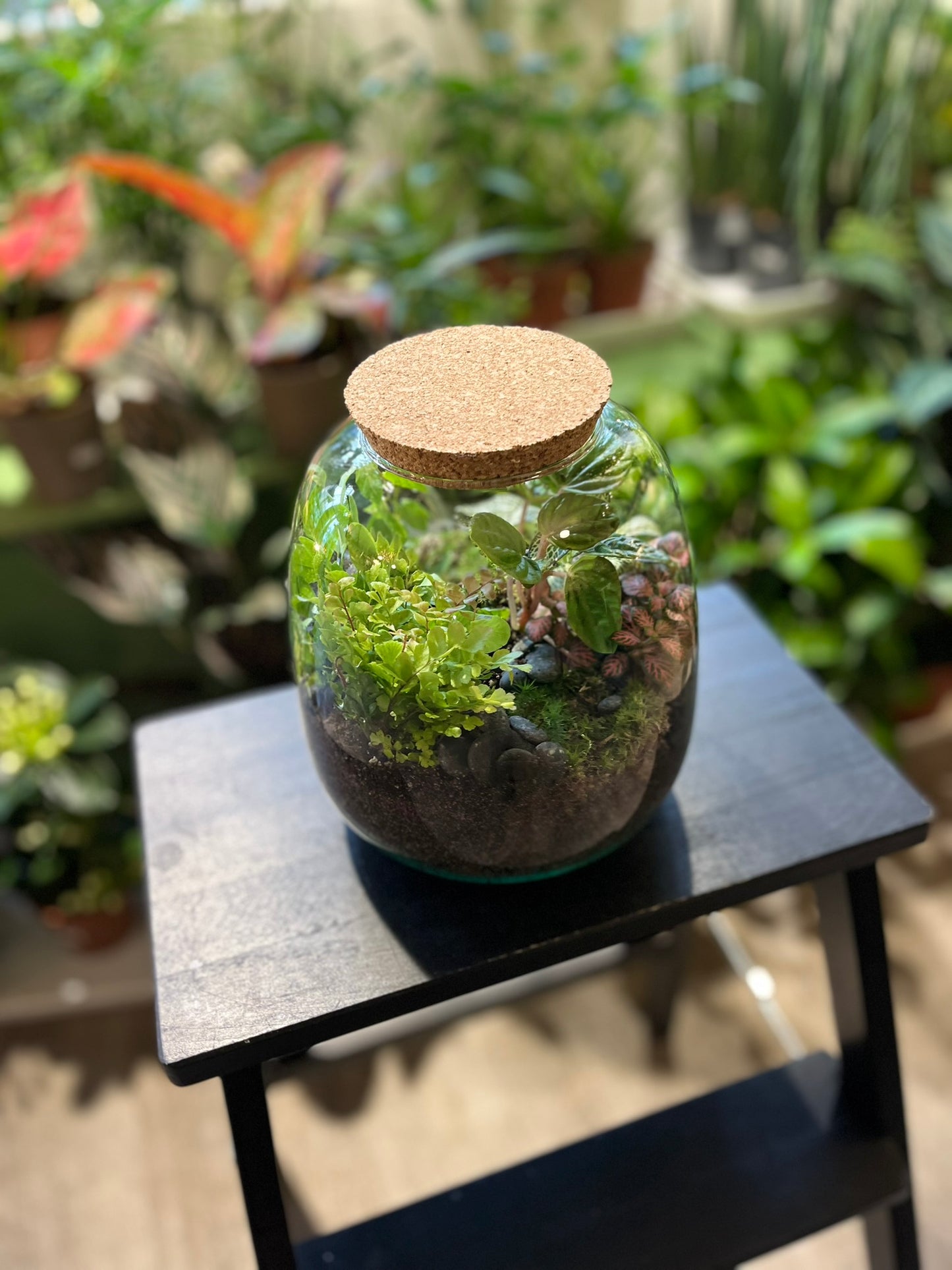 Forest Terrariums