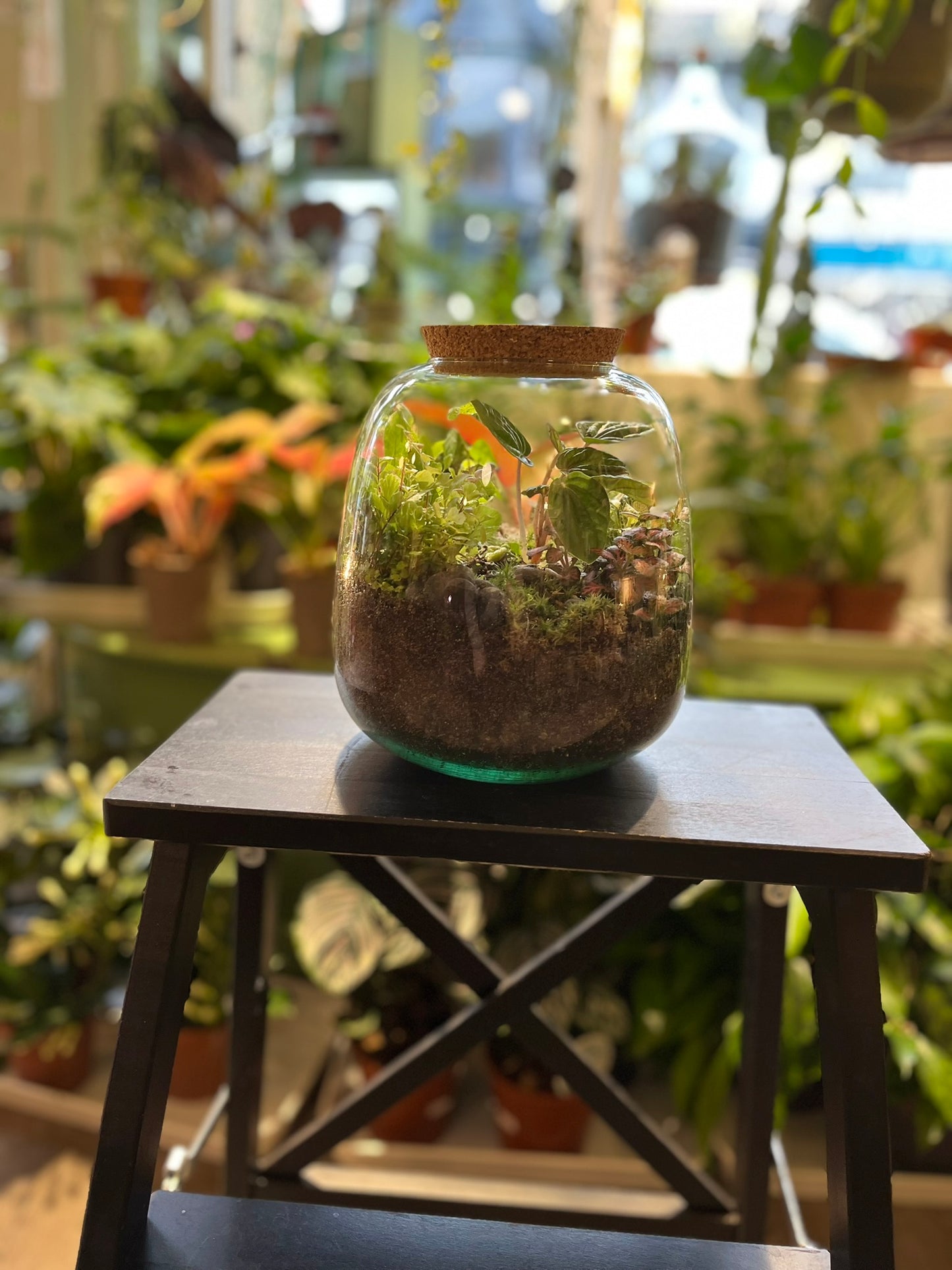 Forest Terrariums