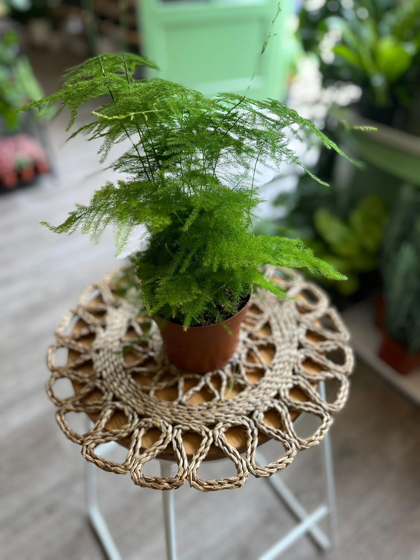 Asparagus Fern