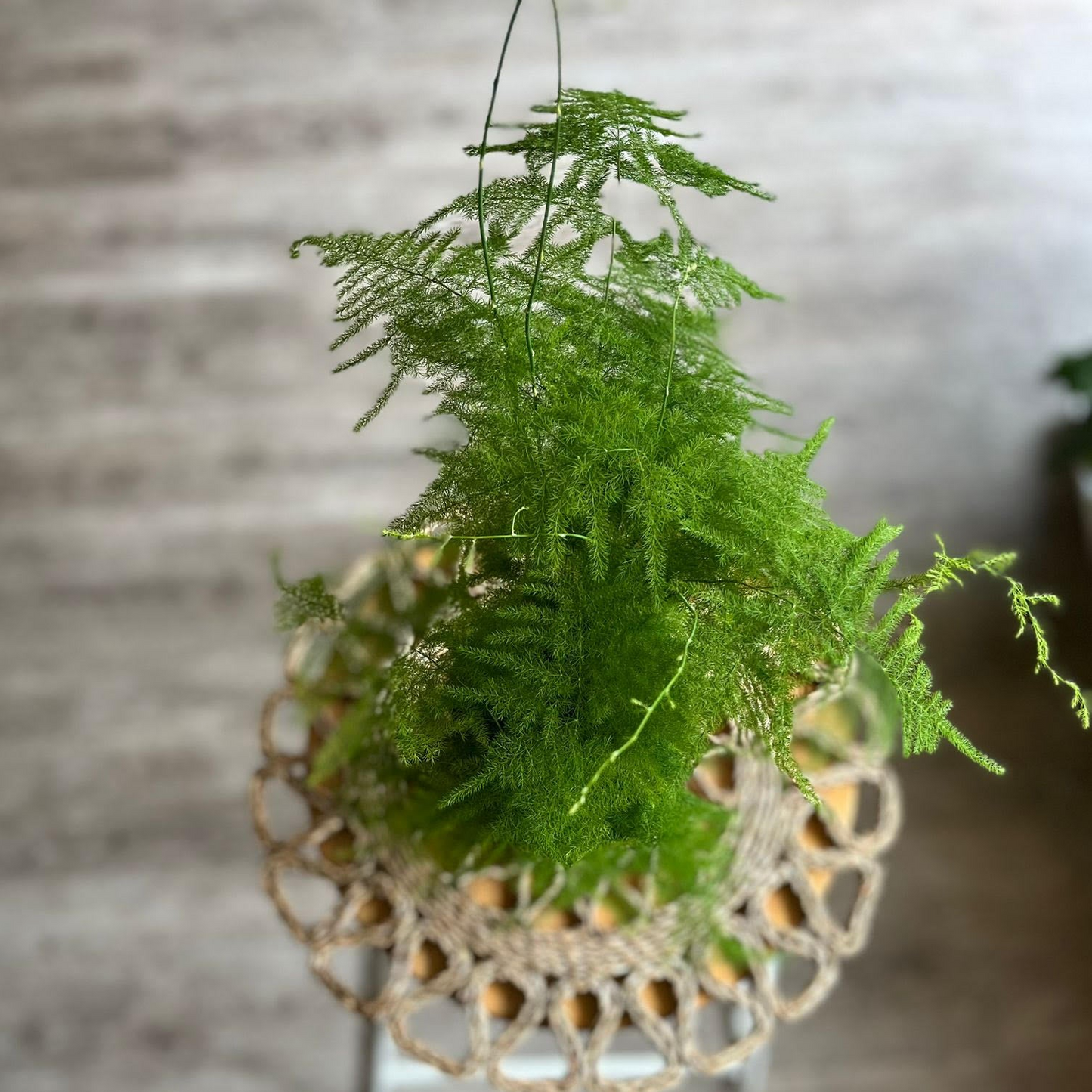 Asparagus Fern