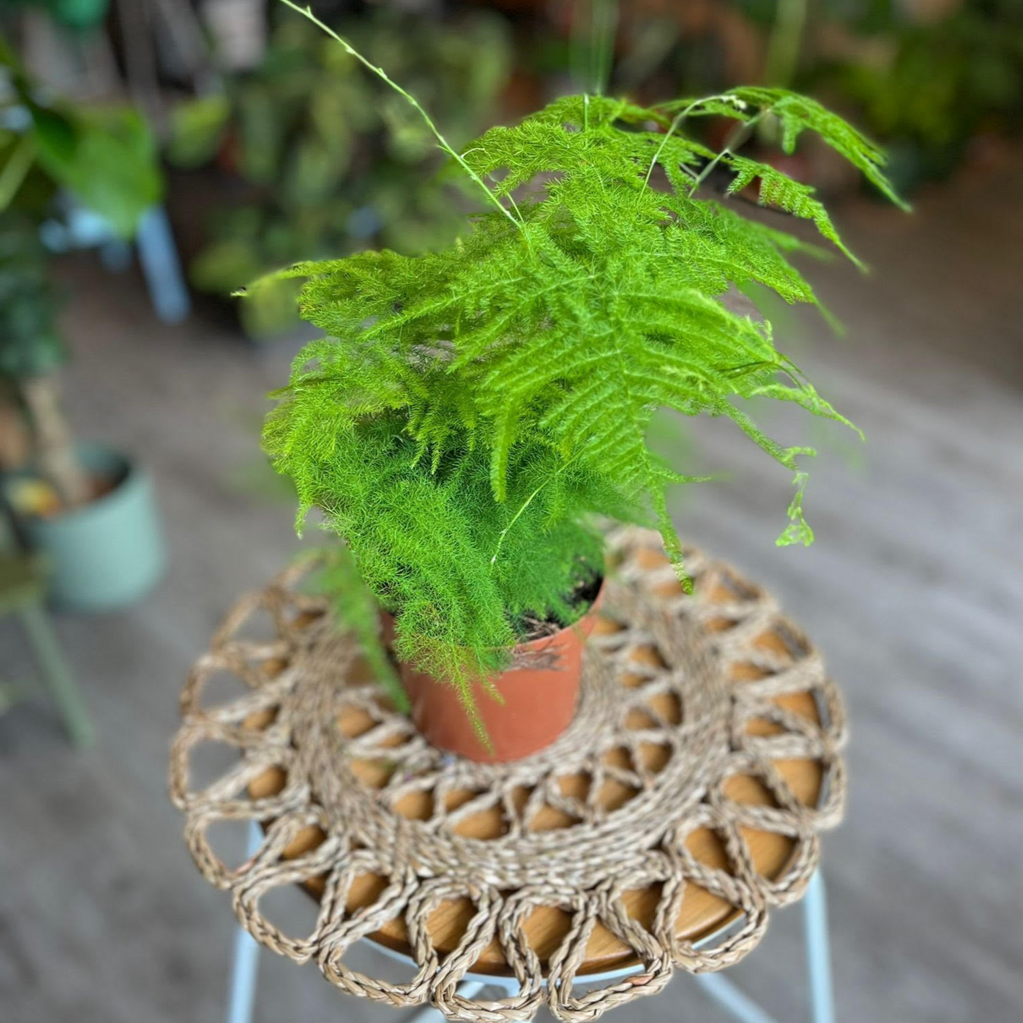 Asparagus Fern