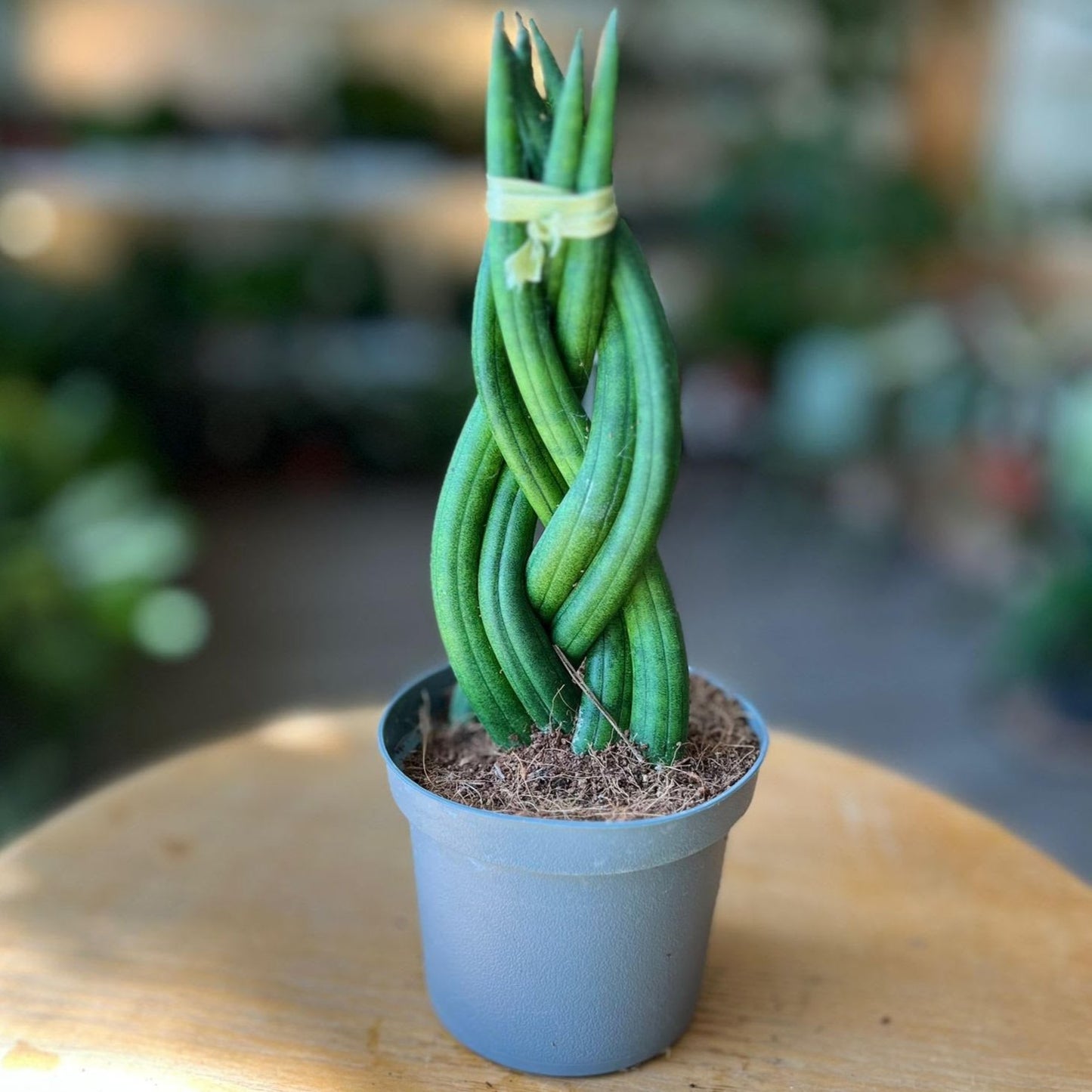 Braided Snake Plant